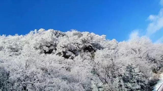虫虫助手下载