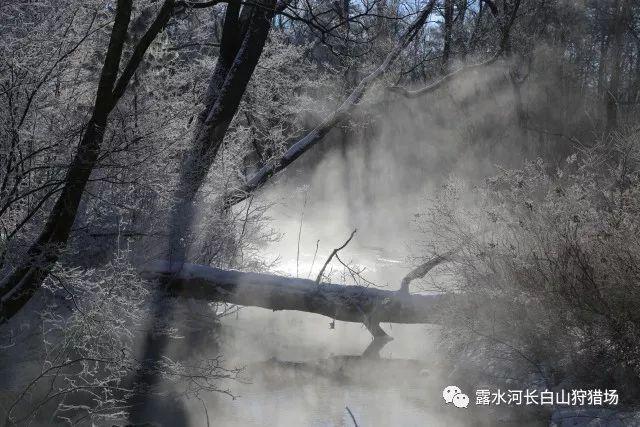 小猫钓鱼游戏龙王版有船